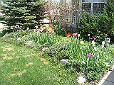 12 Nancy's Garden [2009 May 10]